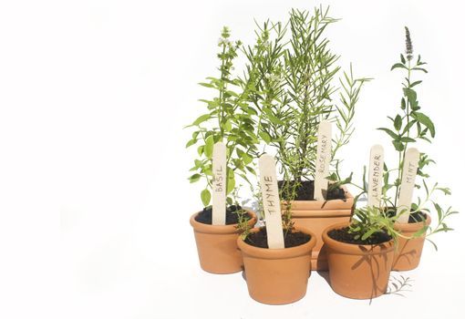 Basil, mint, lavender, rosemary and thyme potted herbs isolated against white