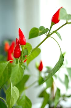 Cayenne (capsicum) plant - red peppers and green blurred background.