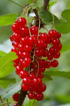 Shot (detail) of the redcurrant