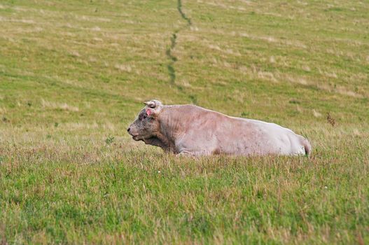 Shot of the old buttermilk cow