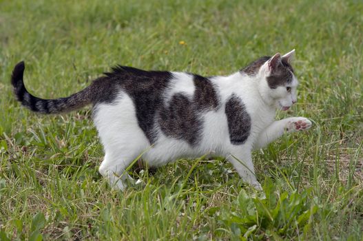 Shot of the hunting cat