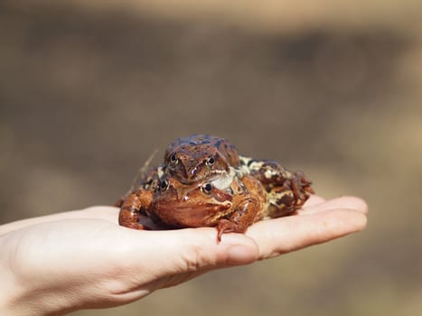 Two frogs on a female hand