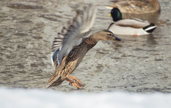 A duck in flight in winter      