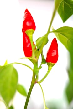 Cayenne (capsicum) plant - red peppers and green blurred background.