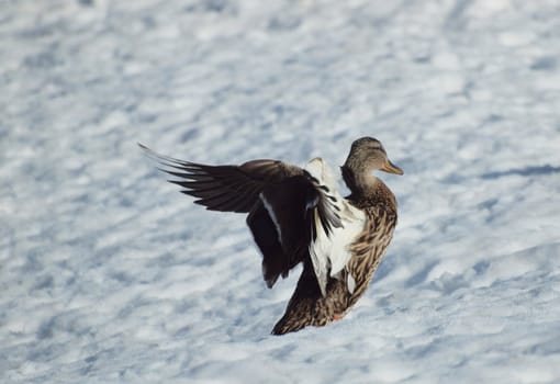 A duck on a snow