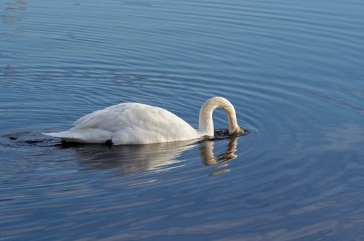 Shot of the swan with head under water