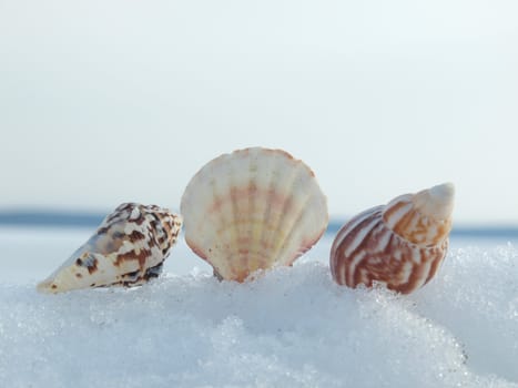 Cockleshells on a snow in the winter    