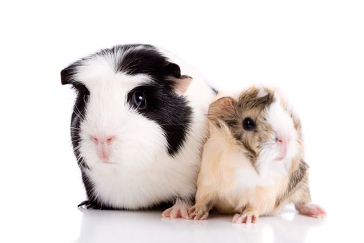 Mother and little baby guinea pig together on white background (focus on mother)