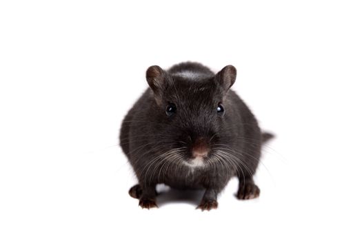 Cute little black gerbil on white background