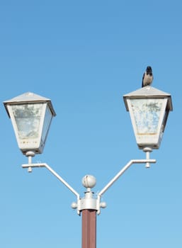 Raven on a lantern on a background of the dark blue sky     