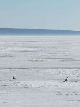 Two seagulls on the frozen lake. Russia    