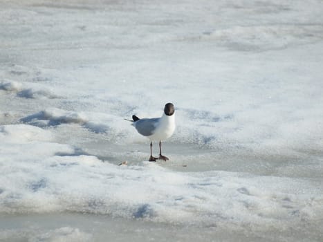 The seagull on the frozen lake   