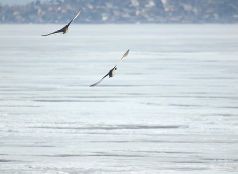 Ducks in flight above lake in the winter    