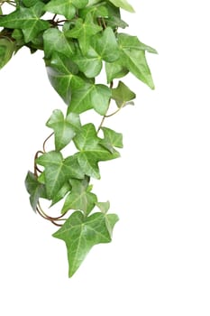 Nice green ivy isolated on white background with clipping path