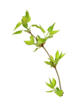 Branch of young leaves isolated on white background with clipping path