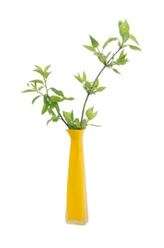 Yellow ceramic vase with green leaves branch. Isolated on white with clipping path