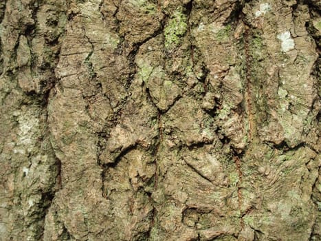 Bark of a pine in a wood. A background            