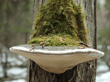 The big tinder fungus on a tree in a wood      