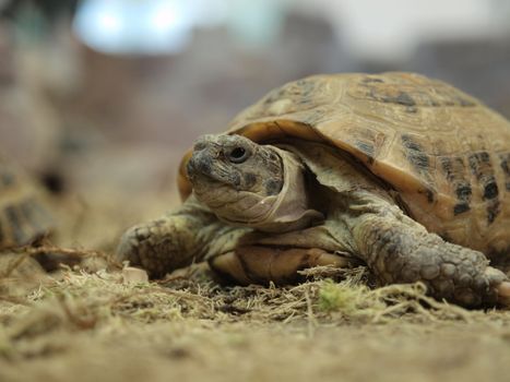 Turtle in a terrarium   