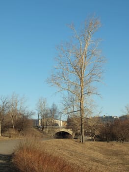 The bridge and poplar in the spring at a dawn    