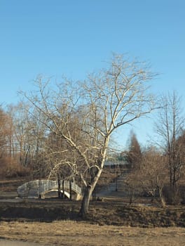 The bridge and poplar in the spring at a dawn    