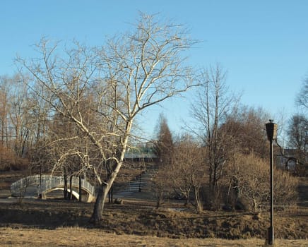 The bridge and poplar in the spring at a dawn      