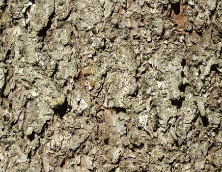 Bark of a fur-tree in a wood. A background    