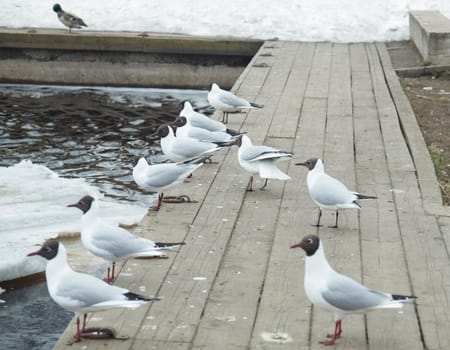 The seagull on quay of the Onega lake. Petrozavodsk, Karelia, Russia     