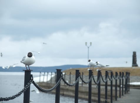 The seagull on a fencing on coast of the Onega lake. Petrozavodsk, Karelia, Russia 