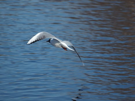 The seagull in flight above the river
