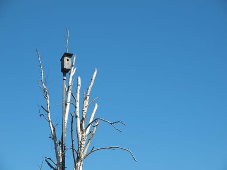 Starling house on a birch on a background of the dark blue sky     