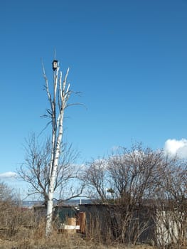 Starling house on a birch on a background of the dark blue sky