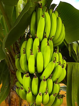 bunch of bananas ripening on the tree
