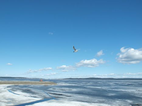 The seagull flies above lake on a background of the blue sky. Quay of Onega. Petrozavodsk, Kareliya, Russia   