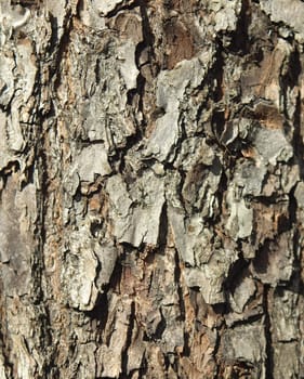 Bark of a larch in a wood. A background       