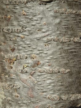 Bark of a fir in a wood. A background          