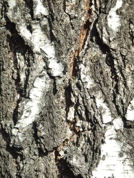 Bark of a birch in a wood. A background          