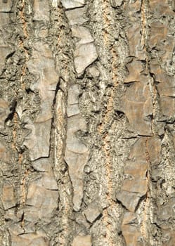 Bark of an oak in a wood. A background            