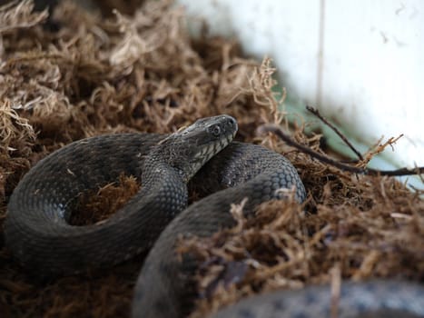 The snake in a terrarium    