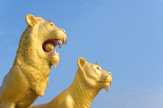 golden lions