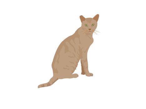 adorable cat on isolated background