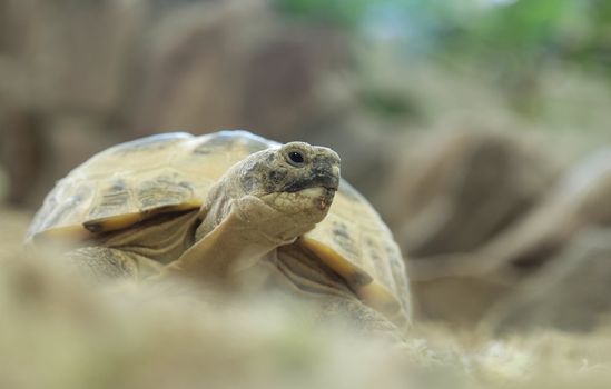 Turtle in a terrarium