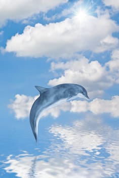This image shows a jumping dolphin
