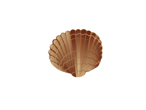 scallop shell with  white background    