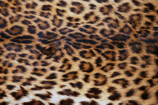Full screen high resolution shot of a skin of the leopard. Good for a texture or a background