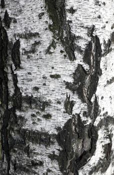 Full screen high resolution shot of wood. Good for a texture or a background.