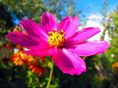 pink flower in the green sunny garden