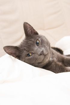 cute teenage cat relaxing on a sofa