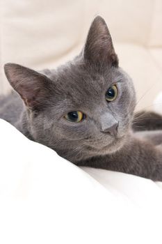 cute teenage cat relaxing on a sofa