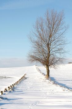 Snow landscape